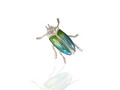 jewel-beetle-brooch-cyan